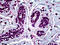 RUNX Family Transcription Factor 1 antibody, 51-680, ProSci, Immunohistochemistry paraffin image 