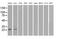 Neurogenin 1 antibody, MA5-24901, Invitrogen Antibodies, Western Blot image 