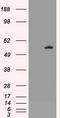 AKT Serine/Threonine Kinase 3 antibody, TA500001, Origene, Western Blot image 