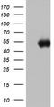 Spermatogenesis Associated 2 Like antibody, LS-C797964, Lifespan Biosciences, Western Blot image 