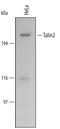 Talin 2 antibody, AF4738, R&D Systems, Western Blot image 