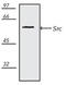 SRC Proto-Oncogene, Non-Receptor Tyrosine Kinase antibody, ADI-KAS-TK121-E, Enzo Life Sciences, Western Blot image 