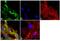 Proopiomelanocortin antibody, 701293, Invitrogen Antibodies, Immunofluorescence image 