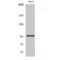 Mitogen-Activated Protein Kinase Kinase Kinase Kinase 1 antibody, LS-C384011, Lifespan Biosciences, Western Blot image 