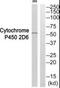 Cytochrome P450 Family 2 Subfamily D Member 6 antibody, PA5-39598, Invitrogen Antibodies, Western Blot image 