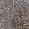 Flap Structure-Specific Endonuclease 1 antibody, NBP1-84697, Novus Biologicals, Immunohistochemistry frozen image 