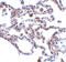 TRAF3 Interacting Protein 2 antibody, 56113, QED Bioscience, Immunohistochemistry paraffin image 