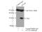 Glutamate-Cysteine Ligase Modifier Subunit antibody, 14241-1-AP, Proteintech Group, Immunoprecipitation image 