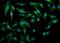 Interferon Regulatory Factor 3 antibody, M00165-2, Boster Biological Technology, Immunofluorescence image 