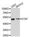 Cathepsin F antibody, abx125733, Abbexa, Western Blot image 