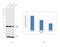 Malate Dehydrogenase 2 antibody, PA5-21700, Invitrogen Antibodies, Western Blot image 