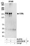 Cordon-Bleu WH2 Repeat Protein antibody, A305-679A-M, Bethyl Labs, Immunoprecipitation image 