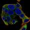 SEC63 Homolog, Protein Translocation Regulator antibody, HPA053295, Atlas Antibodies, Immunocytochemistry image 