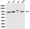 MutL Homolog 1 antibody, orb48457, Biorbyt, Western Blot image 