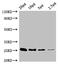 CD9 Molecule antibody, CSB-MA004969A1m, Cusabio, Western Blot image 