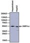 Hepatocyte Nuclear Factor 4 Alpha antibody, MA1-199, Invitrogen Antibodies, Western Blot image 