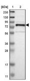 GRAM Domain Containing 1C antibody, NBP1-90559, Novus Biologicals, Western Blot image 