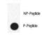 Fatty Acid Binding Protein 4 antibody, LS-C100316, Lifespan Biosciences, Dot Blot image 