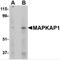 MAPK Associated Protein 1 antibody, 4079, ProSci, Western Blot image 