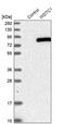 WD And Tetratricopeptide Repeats 1 antibody, PA5-55785, Invitrogen Antibodies, Western Blot image 