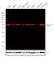 Tubulin antibody, MA5-16308-D680, Invitrogen Antibodies, Western Blot image 