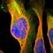 N-Myristoyltransferase 2 antibody, HPA001303, Atlas Antibodies, Immunocytochemistry image 