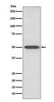 RAGE antibody, M03438, Boster Biological Technology, Western Blot image 
