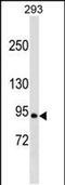 Ral guanine nucleotide exchange factor antibody, PA5-49099, Invitrogen Antibodies, Western Blot image 