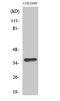 Olfactory Receptor Family 4 Subfamily A Member 15 antibody, A15816, Boster Biological Technology, Western Blot image 