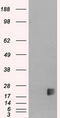 Neurogenin 3 antibody, M03554-2, Boster Biological Technology, Western Blot image 