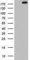 Zinc Finger E-Box Binding Homeobox 1 antibody, LS-C800077, Lifespan Biosciences, Western Blot image 