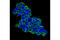 c-Kit antibody, 3308S, Cell Signaling Technology, Immunofluorescence image 