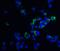 Oviductin antibody, 4763, ProSci, Immunofluorescence image 