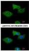 Regulator Of G Protein Signaling 2 antibody, NBP1-32284, Novus Biologicals, Immunofluorescence image 