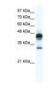Gap Junction Protein Gamma 3 antibody, NBP1-59162, Novus Biologicals, Western Blot image 