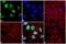 Eukaryotic Translation Initiation Factor 4E Binding Protein 1 antibody, 700397, Invitrogen Antibodies, Immunofluorescence image 