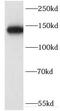 Ceruloplasmin antibody, FNab01613, FineTest, Western Blot image 