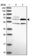 TBC1 Domain Family Member 19 antibody, NBP1-84600, Novus Biologicals, Western Blot image 