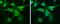 Calbindin 2 antibody, NBP1-32244, Novus Biologicals, Immunocytochemistry image 