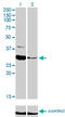 Zinc Finger Protein 215 antibody, LS-C198494, Lifespan Biosciences, Western Blot image 