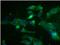 Fms Related Tyrosine Kinase 4 antibody, NBP1-18653, Novus Biologicals, Immunofluorescence image 