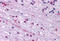Corticotropin Releasing Hormone Receptor 1 antibody, MBS244720, MyBioSource, Immunohistochemistry frozen image 