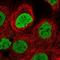 H2A Histone Family Member X antibody, HPA051647, Atlas Antibodies, Immunocytochemistry image 