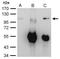 Exosome Component 10 antibody, PA5-28672, Invitrogen Antibodies, Immunoprecipitation image 