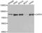 Calpain 1 antibody, abx001086, Abbexa, Western Blot image 