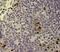 H2A Histone Family Member X antibody, 14-9865-80, Invitrogen Antibodies, Immunohistochemistry paraffin image 