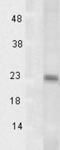PTGES3L-AARSD1 Readthrough antibody, NBP2-12887, Novus Biologicals, Western Blot image 