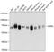 WD Repeat Domain 1 antibody, 14-288, ProSci, Western Blot image 