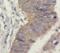 Ubiquinol-Cytochrome C Reductase Core Protein 2 antibody, FNab09281, FineTest, Immunohistochemistry frozen image 