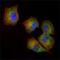 NME/NM23 Nucleoside Diphosphate Kinase 1 antibody, GTX83325, GeneTex, Immunofluorescence image 
